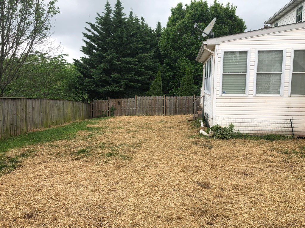 Our back yard after tree removal